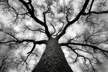 Tall trees rise majestically against an overcast sky