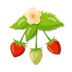 colorful set of ripe strawberries, with flowers and with juicy green leaves, hand-drawn, vector