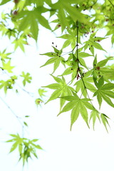 新緑のカエデの葉のクローズアップ　白背景
