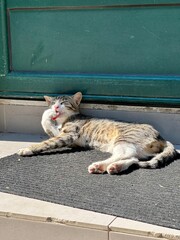 Gray and white cat lying and relaxing under the green door in the sun