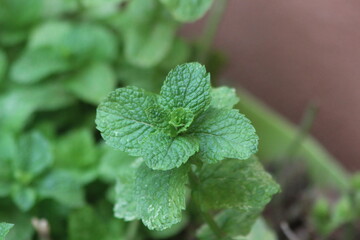 A close-up shot of mint leaves