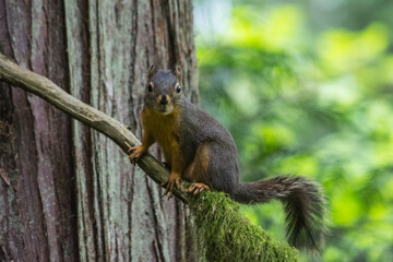 Western Gray Squirrel Sciurus griseus on a tree branch looking at you