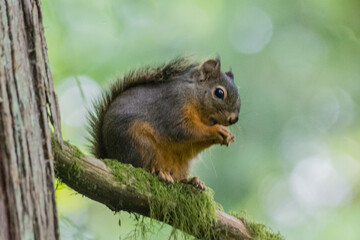 Western Gray Squirrel Sciurus griseus sitting on a branch
