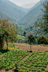 Cultivated field overlooking valley in muchuchies, merida, venezuela