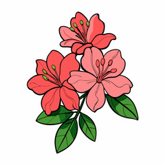 red flower isolated on white