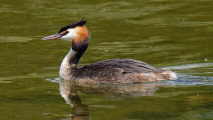 un grebe huppé