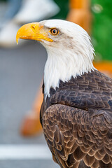 Close-up portrait of a majestic bald eagle with sharp yellow beak and intense gaze, against a colorful and blurred background