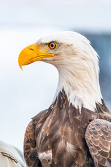 Close-up portrait of a majestic bald eagle with sharp yellow beak and intense gaze, against a colorful and blurred background