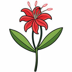 red flower isolated on white