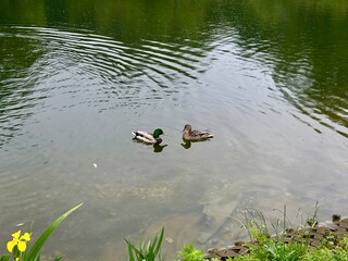 Pair of ducks floating quietly in a pond. The male with a green head, the female brown, in a calm setting.