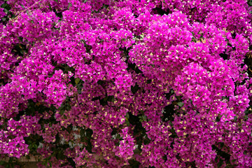 Vibrant Pink Bougainvillea Blossoms in Full Bloom Covering a Garden Wall