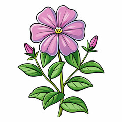 pink flower isolated on white background