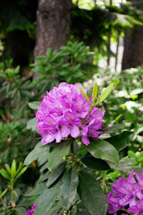 Lush Purple Rhododendron in Forested Setting: A Glimpse of Spring's Vibrant Bloom Amidst Greenery.
