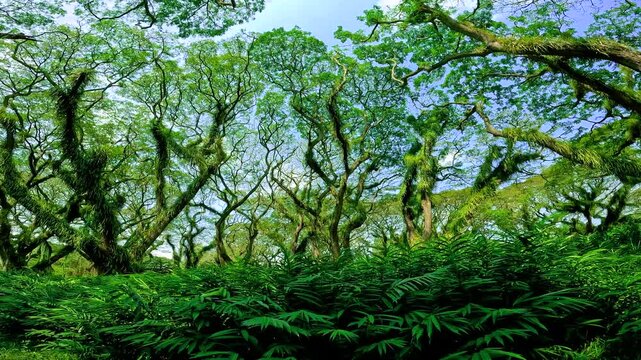 Dense tropical forest scene featuring unique twisted mossy trees and lush green undergrowth along a path in De Djawatan forest, Banyuwangi, East Java, Indonesia.