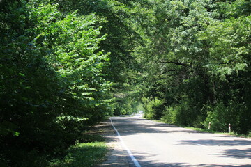road in dense deciduous forest in Solnechny on a summer day