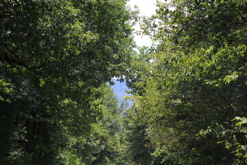 dense deciduous forest in Solnechny on a summer day