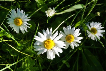 Gelb-weiße Margeritenblumen auf grüner Wiese mit hohem Gras im Garten bei Sonne am Abend im Frühling