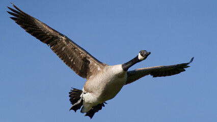 Une oie en vol (gros plan) 