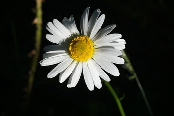 Gelb-weiße Margeritenblüte in Garten bei Sonne am Abend im Frühling