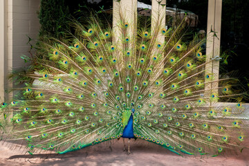 Male peacock with full fanned tail looking at camera 