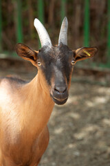 A close-up photo of a young brown goat with black ears. The topic of animal husbandry, animal care...