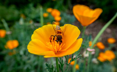 Orange California Poppy houses a bumble bee 