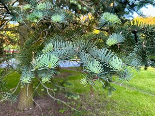 Close-up of green pine needles on a fir tree branch with a blurred background. Natural forest...