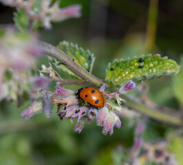 seven spotted ladybird or coccinella septempunctata and ladybird larva on catmint blossom