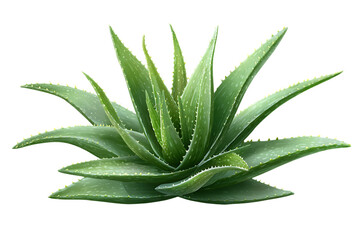 Fototapeta premium Isolated Aloe Vera Plant on Transparent Background Green Succulent Natural Herbal Medicine