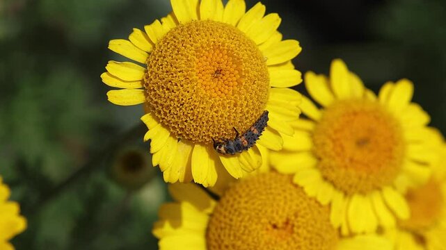 short clip of a larva of coccinella septempunctata, seven spotted ladybird on cota tinctoria blossom
