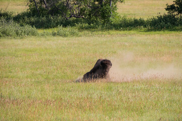 Bison in a meadow surrounded by dust cloud