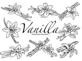 Set of hand drawn vanilla plant outline drawing illustration
