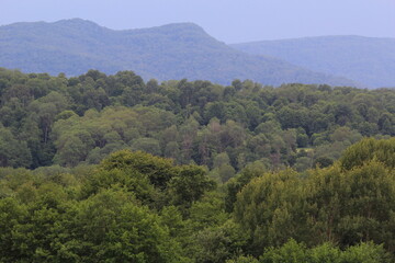 green forests against the backdrop of the Caucasus Mountains in the fog