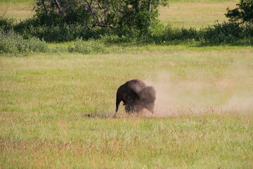 Bison in a meadow surrounded by dust cloud