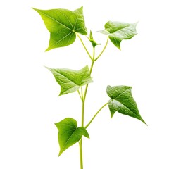 Obraz premium green leaves isolated on white