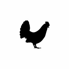 rooster isolated on white