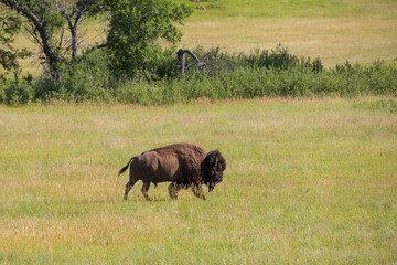 Bison in a meadow