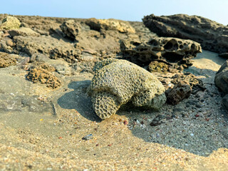 Timeworn Coral Fragment Found on Saint Martin’s Sandy Shore