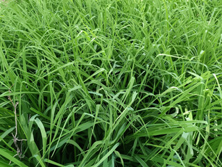 Tall grass