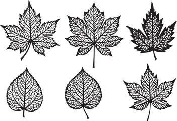 Assorted Maple Leaves Vector