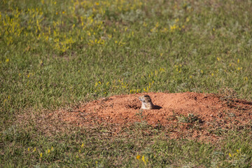 Prairie dog in a meadow
