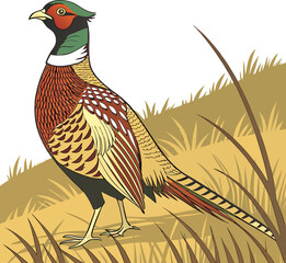Colorful Common Pheasant (Phasianus colchicus) Standing in the Grassland – Vector Illustration