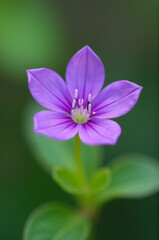 Fototapeta premium A single purple flower with white stamens grows on a green stem, suitable for use in floral arrangements or as a symbol of elegance