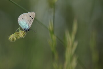 una farfalla glaucopsyche