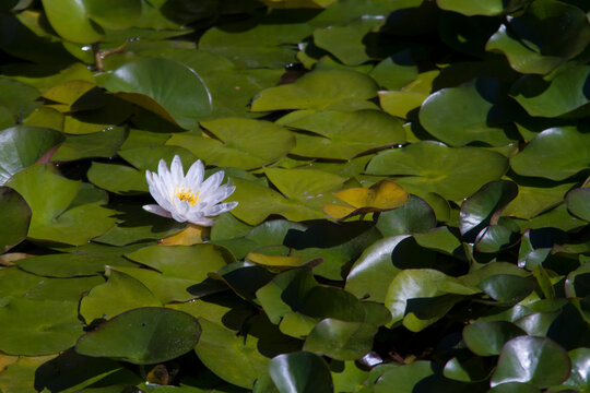 white water lily - Powered by Adobe