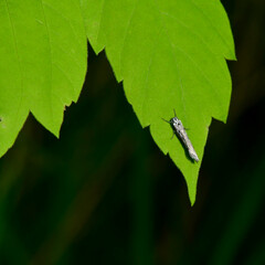 Insect in the sun a green leaf