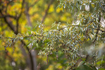 green leaves in spring