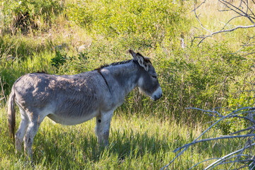 Wild burro in a meadow