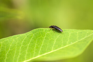 caterpillar on leaf