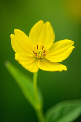 A close-up shot of a bright yellow flower on a green background